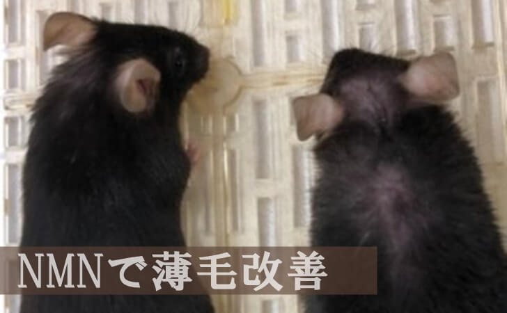 NMNアイキャッチ